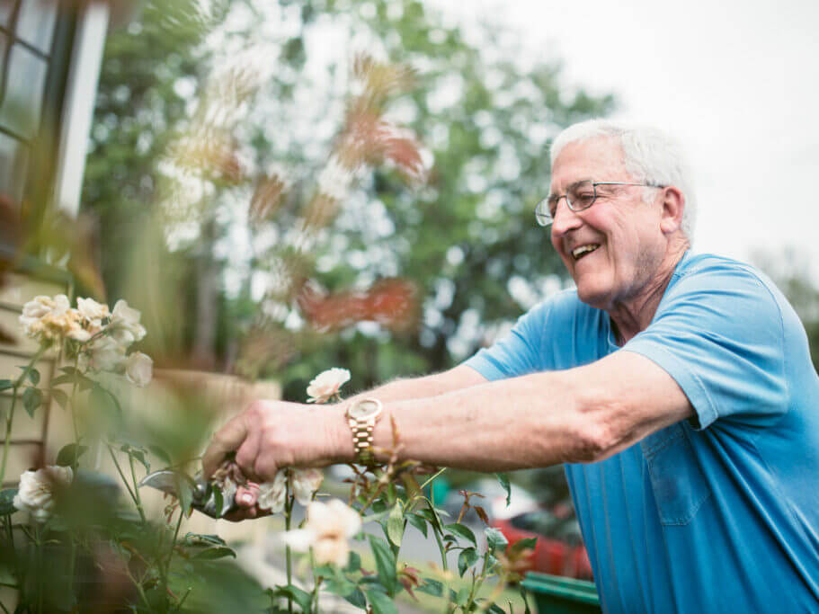 A man in his 70's does some cleaning and pruning around his yard.  Here he prunes and deadheads a rose bush, a content smile on his face.  A depiction of a relaxed and comfortable retirement.